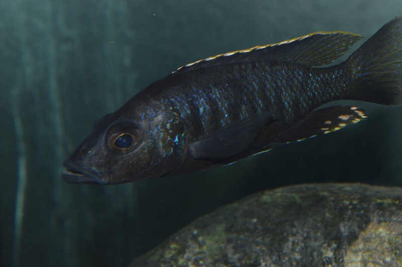 Stigmatochromis melanchros
